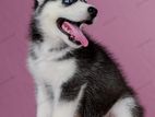Blue Eyes Husky Puppies