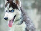 Blue Eyes Husky Puppy