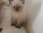 Blue Eyes Persian Cat