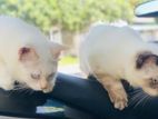 Blue Eyes Persian Cats