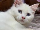 Blue Eyes Persian Cat