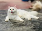 Blue Eyes Persian Kitten