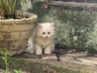 blue eyes persion kittens