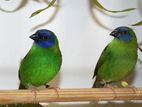 Blue Faced Parrot Finch