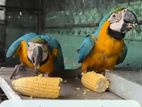 Blue Gold Macaw