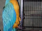 Blue /yellow Macaw