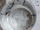 Blue Guppy Fish