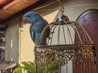 Blue Indian Parrot
