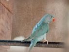 Blue Indian Ringneck Parrot