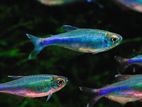 Blue King Tetra