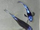 Blue Koi