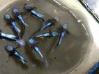 Blue Koi Guppy