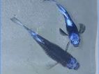 Blue Koi Guppy