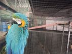 Blue Macaw Parrot