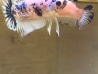 Blue Marble Plakat Betta Fish