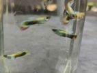 Blue Moscow Guppy