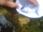 Blue Neon Guppy Fish