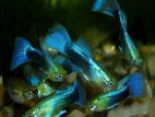 Blue Neon Guppy