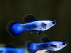 Blue Panda Guppy