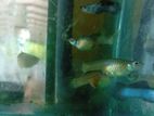 Blue Panda Guppy