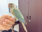 Blue Pineapple Conure