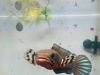 Blue Pulcher Fish