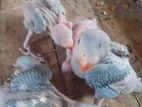 Blue Ring Neck Baby Parrots
