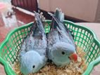Blue Ring Neck Birds