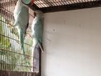 Blue Ring neck birds