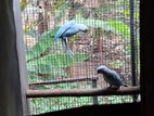Blue Ring neck birds