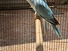 Blue Ring Neck Parrot
