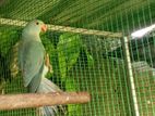 Blue Ring Neck Bird