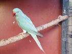 Blue Ring Neck Male Birds