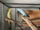 Blue Ring Neck Pair