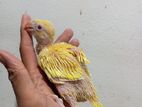 Blue Ring Neck Pair