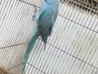 Blue Ring Neck Parrot