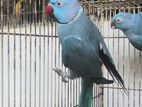 Blue Ring Neck Parrot