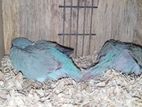 Blue Ringneck Bird