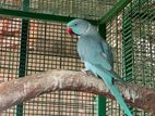 Blue Ringneck Bird