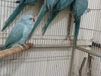 Blue Ringneck Birds