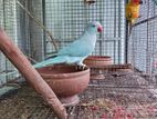 Blue Ringneck Birds