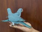 Blue Ringneck Birds