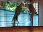 Blue Ringneck Birds