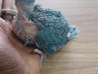 Blue Ringneck Chick