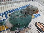 Blue Ringneck Chicks