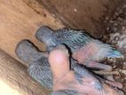Blue Ringneck Chicks