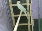 Blue ringneck female