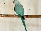 Blue Ringneck Female