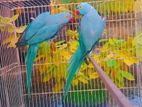 blue ringneck
