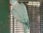blue ringneck male